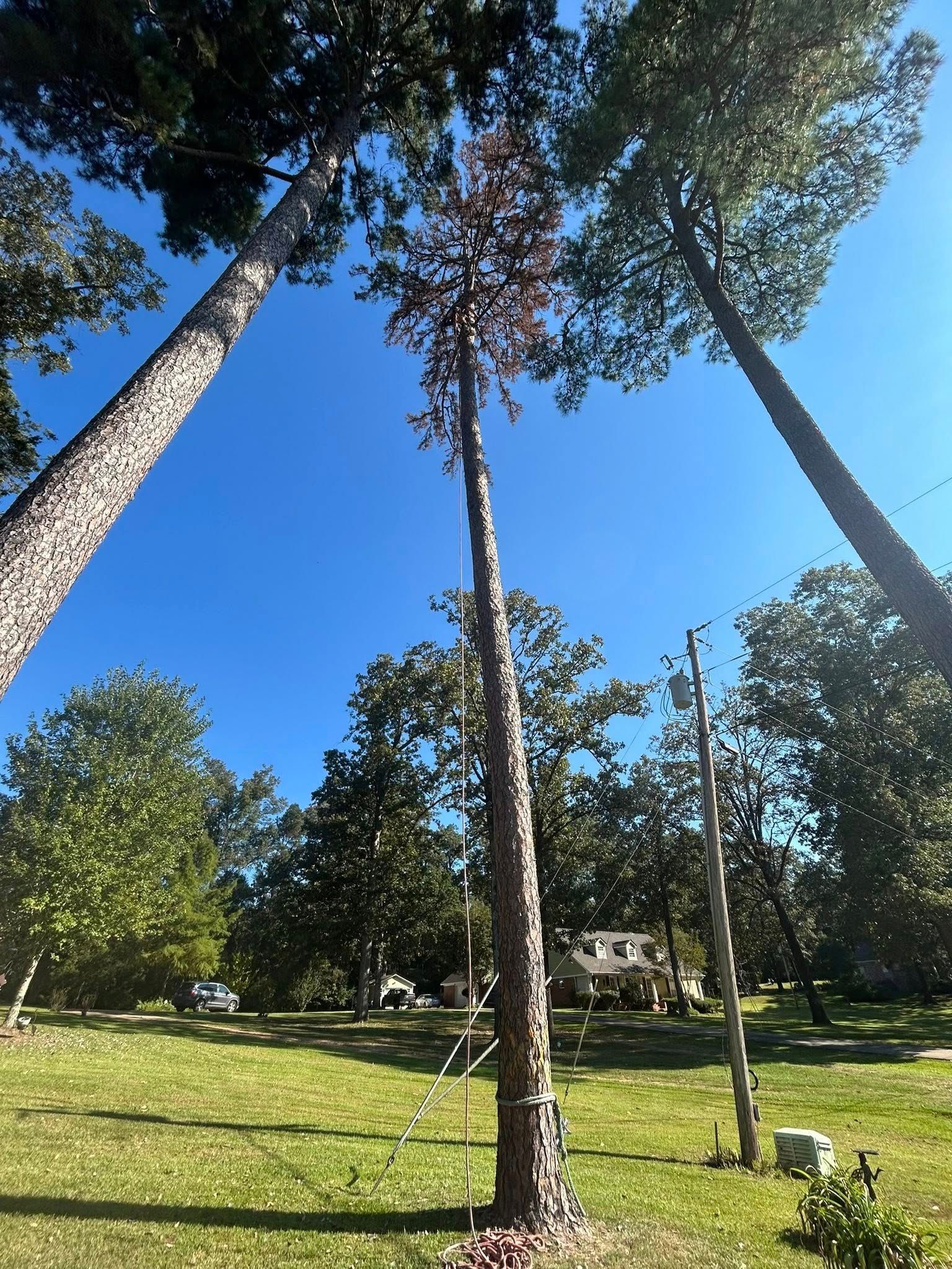 Tall pine trees in a grassy park under a bright blue sky on a sunny day
