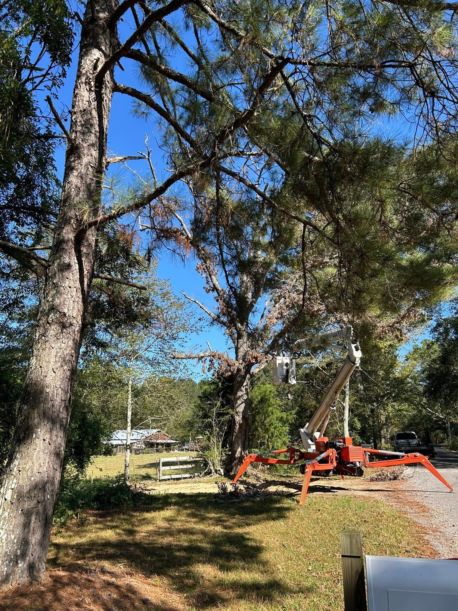 Orange excavator beside gravel driveway among tall pine trees on a sunny day