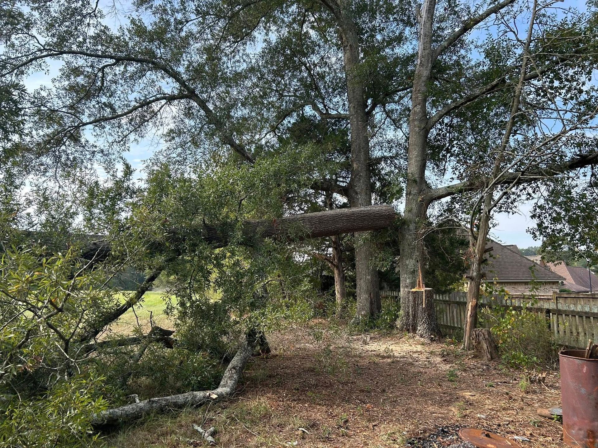Large tree with fallen limbs in a backyard, near a fence and a house under a cloudy sky