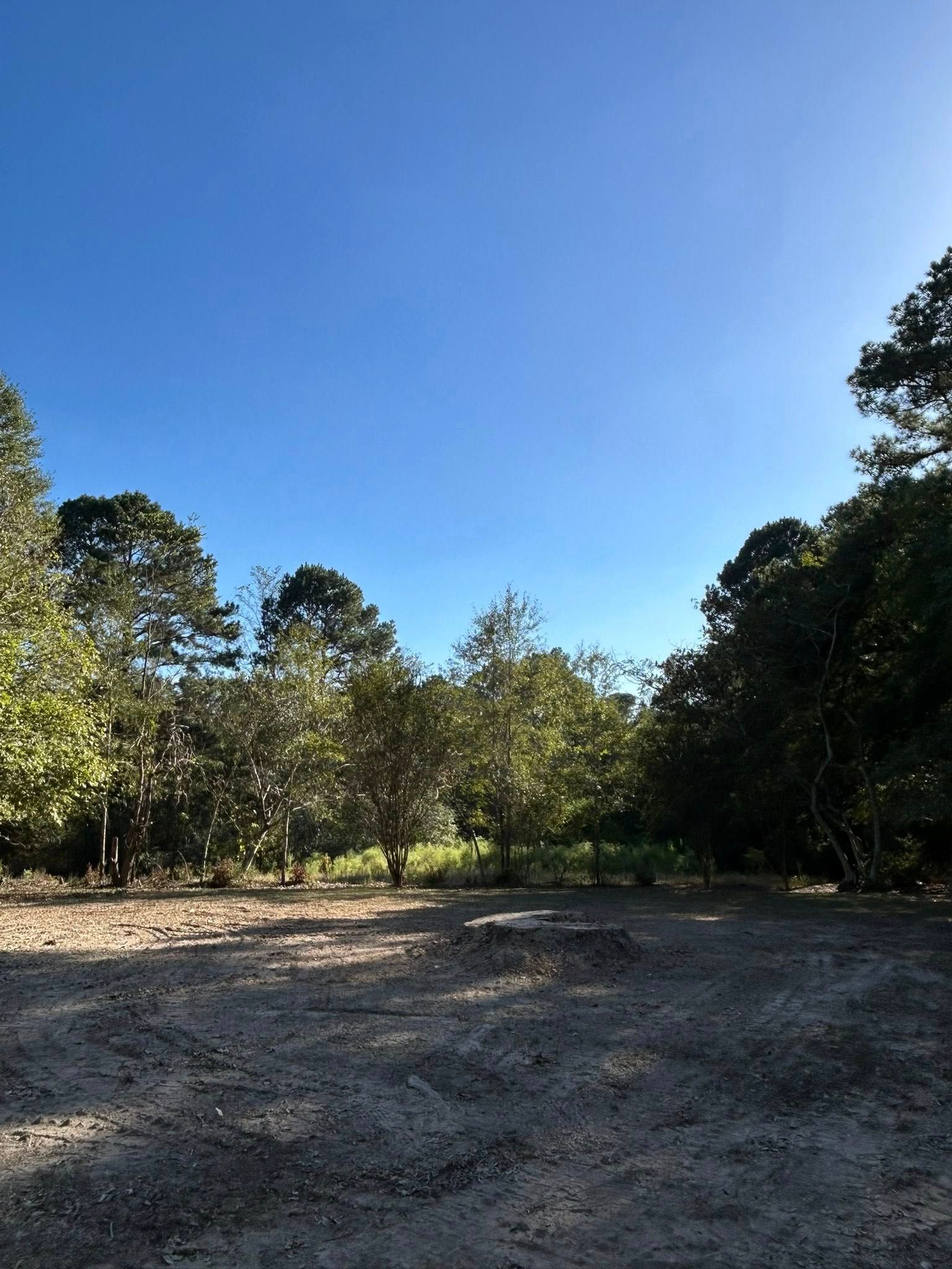 Wooded clearing with gravel ground under a clear blue sky