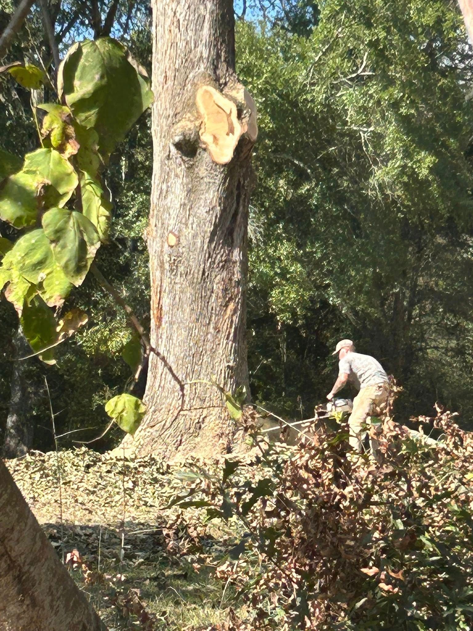 Person pruning a tree in a sunlit garden, with large green leaves and shrubs nearby.
