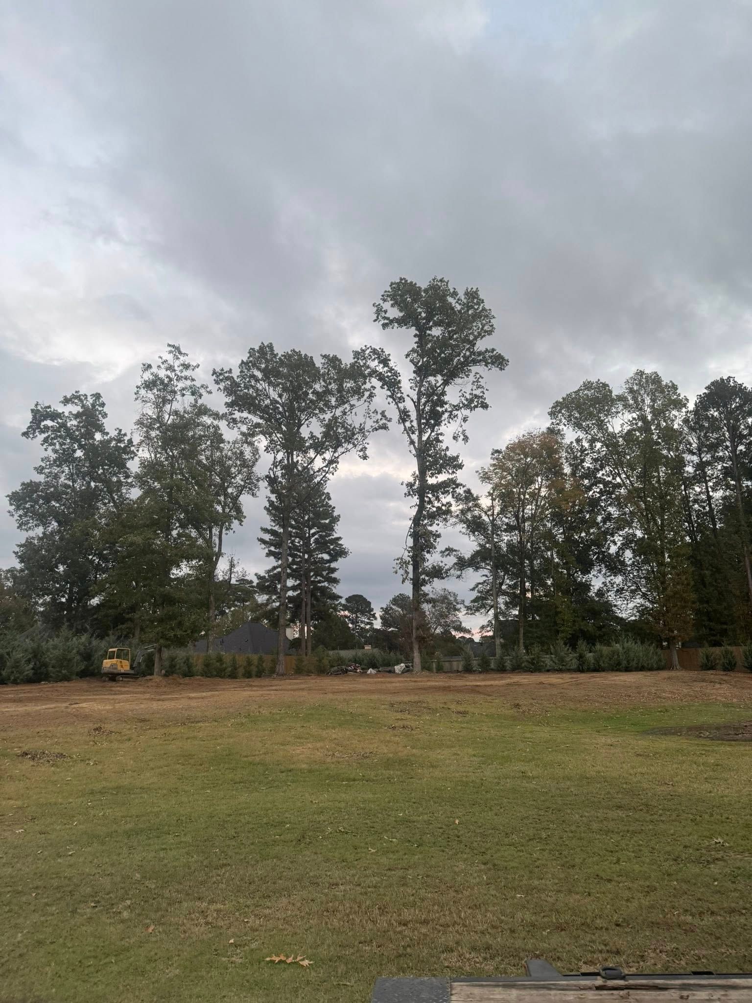 Grassy field with tall trees under a cloudy sky, with a paved edge in the foreground