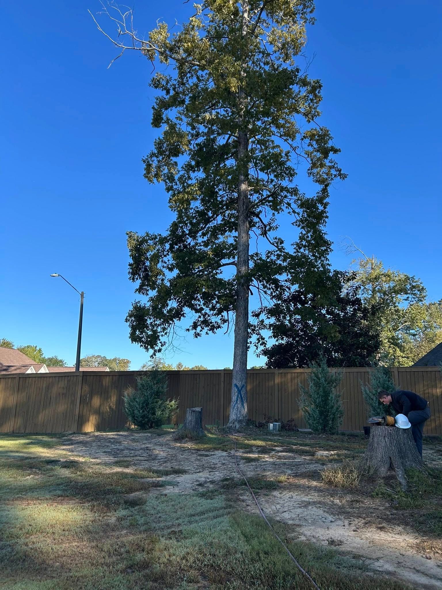 Backyard with a tall tree, wooden fence, blue sky, and a person working near a wheelbarrow