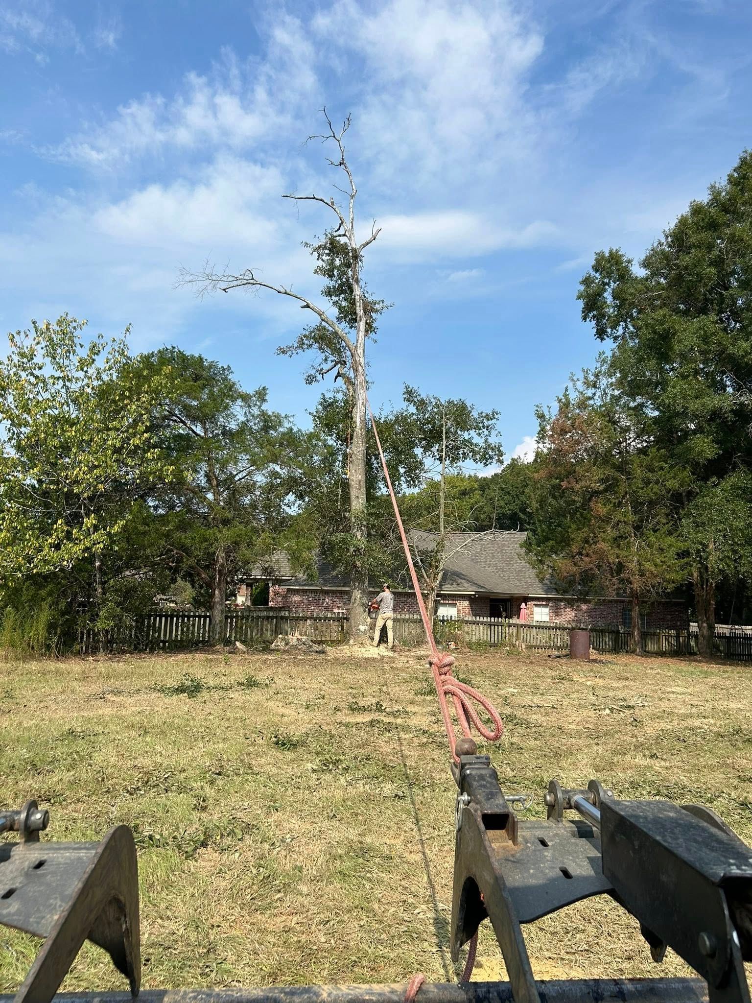Wide grassy yard with a tall, bare tree and a house in the background under a blue sky.