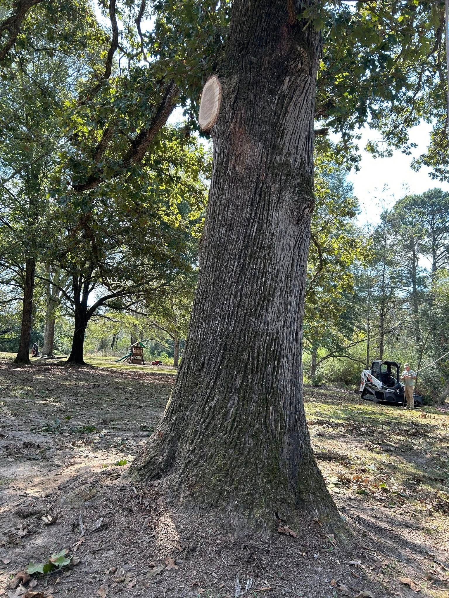 Large tree trunk in a wooded park with scattered leaves on the ground.