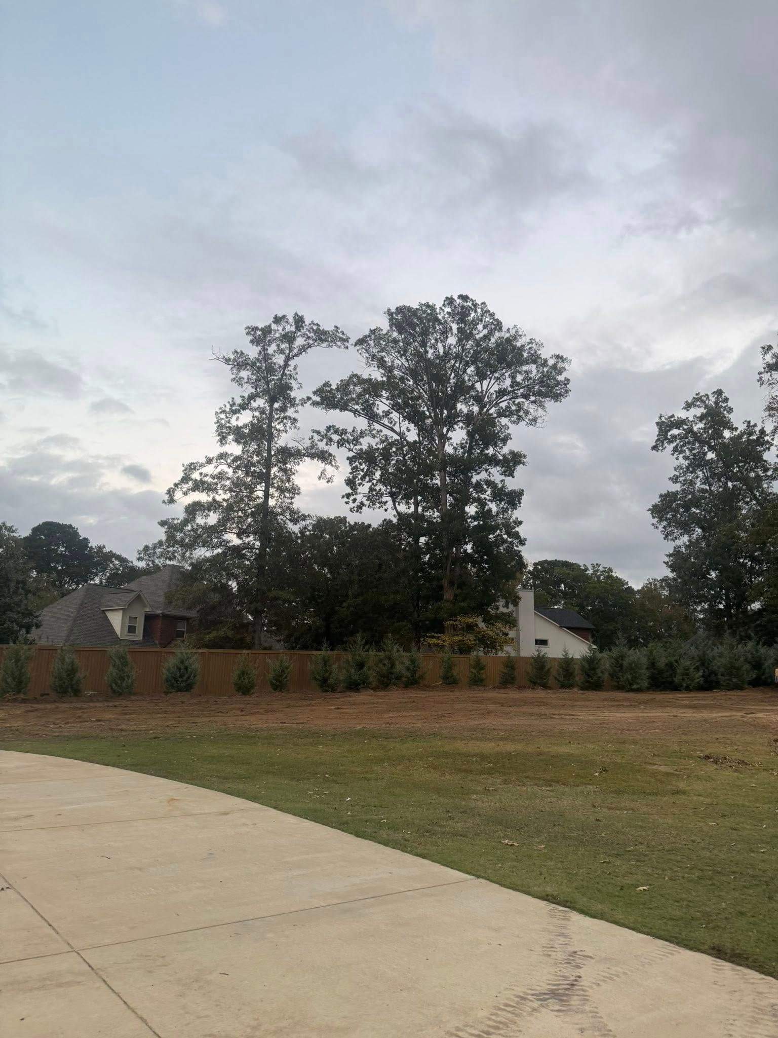 Residential sidewalk beside a grassy lawn and tall trees under an overcast sky