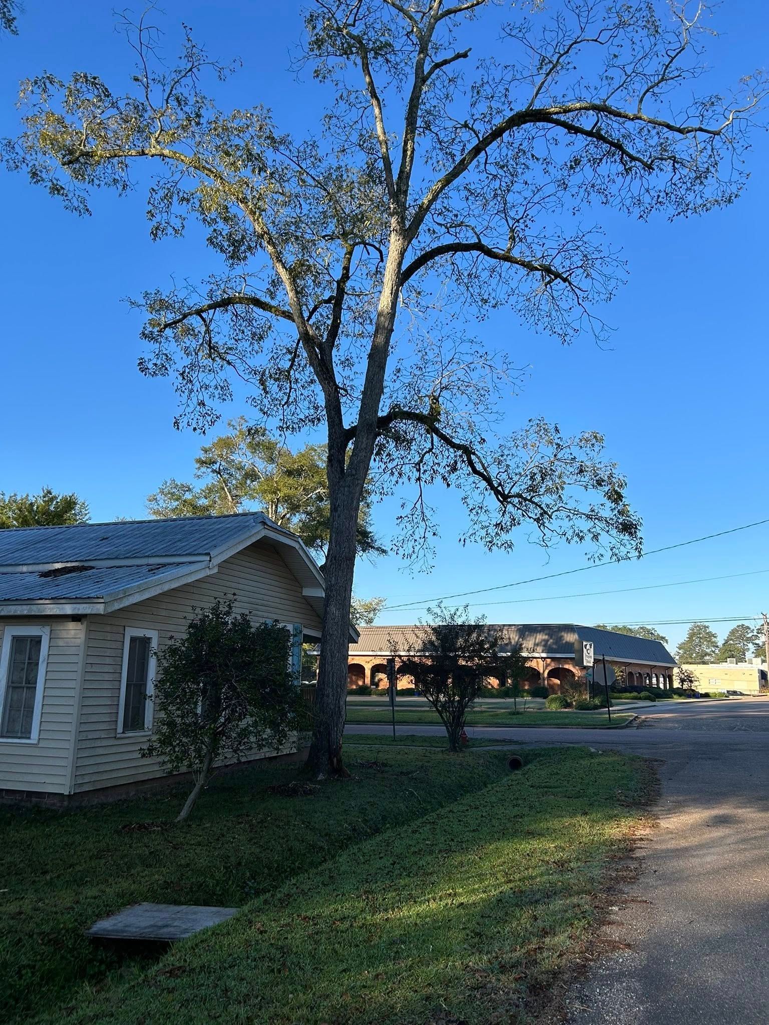 Small house beside a tall tree on a quiet street at sunset, with blue sky and distant buildings