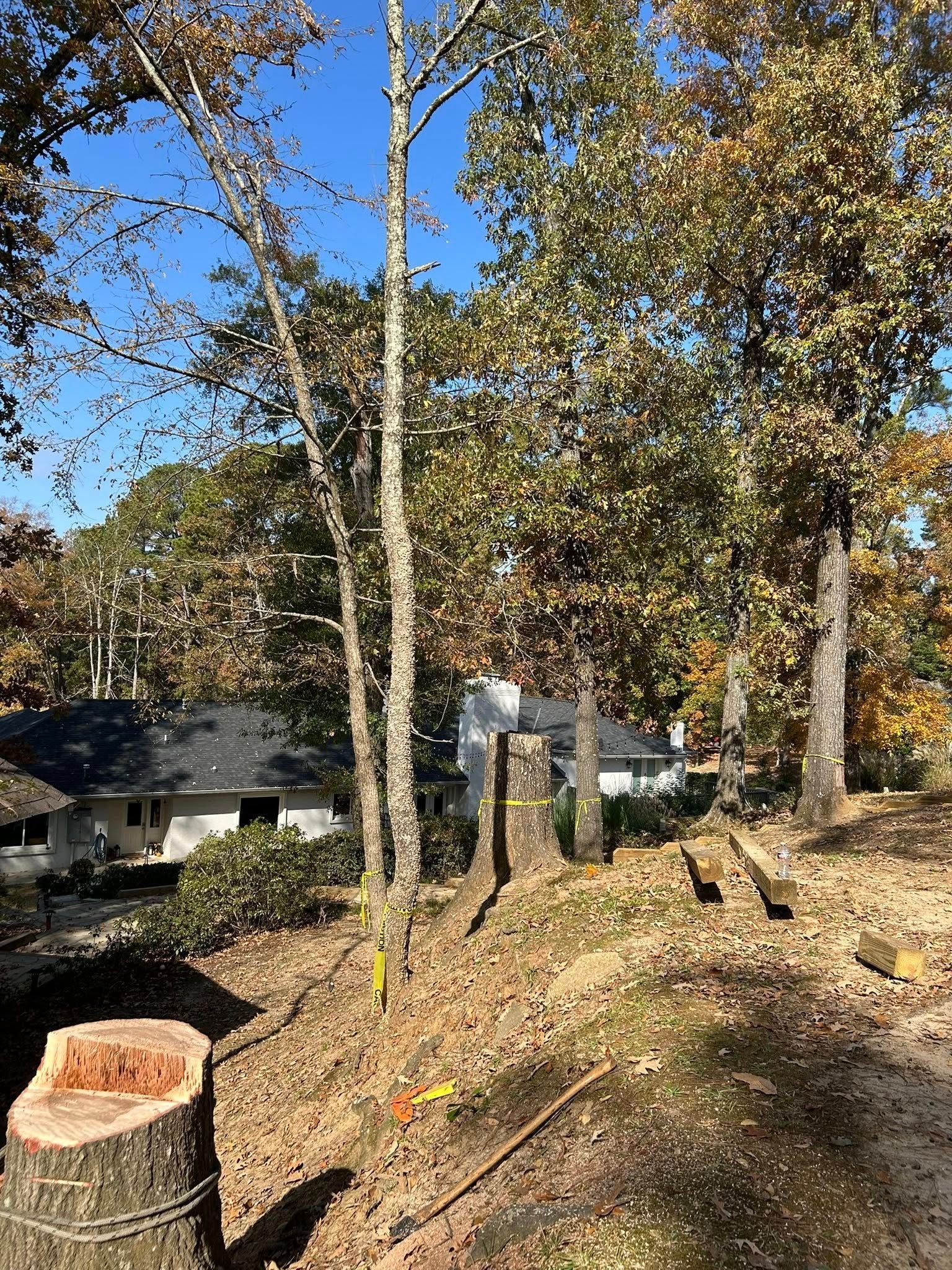 Leaf-covered yard with tall trees, a stump, and a house in the background under a clear blue sky