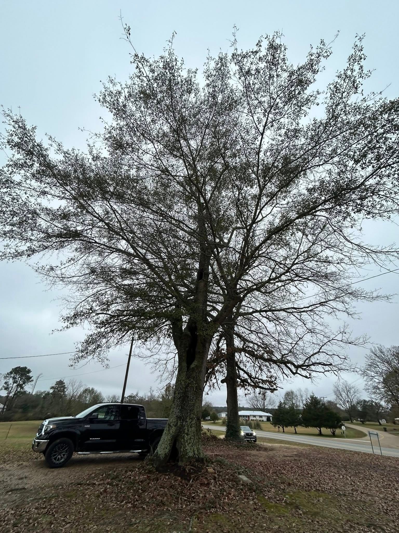 Black pickup truck parked under a large tree in a grassy roadside area under a cloudy sky