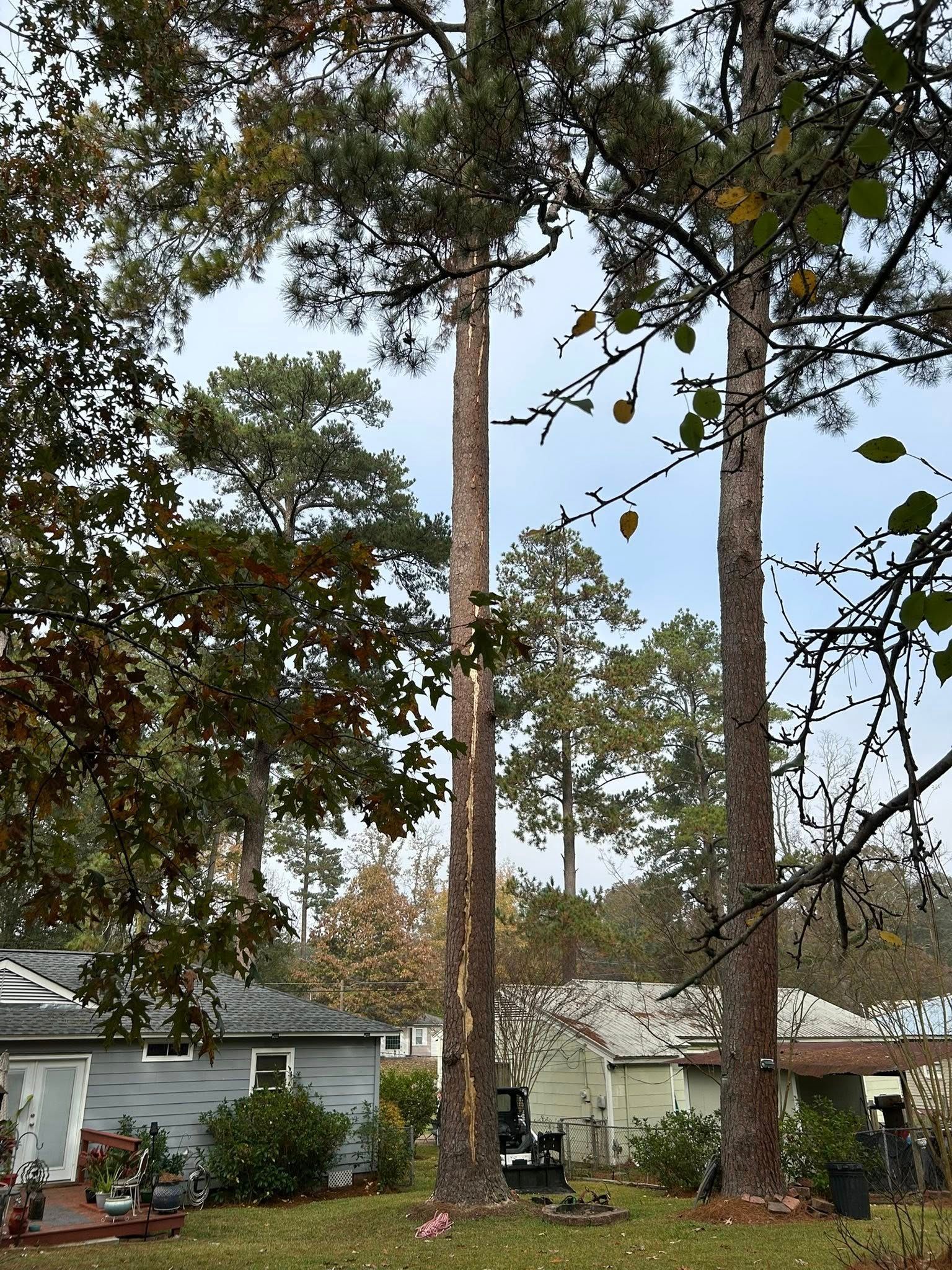 Tall pine trees in a suburban yard with houses and a cloudy sky in the background