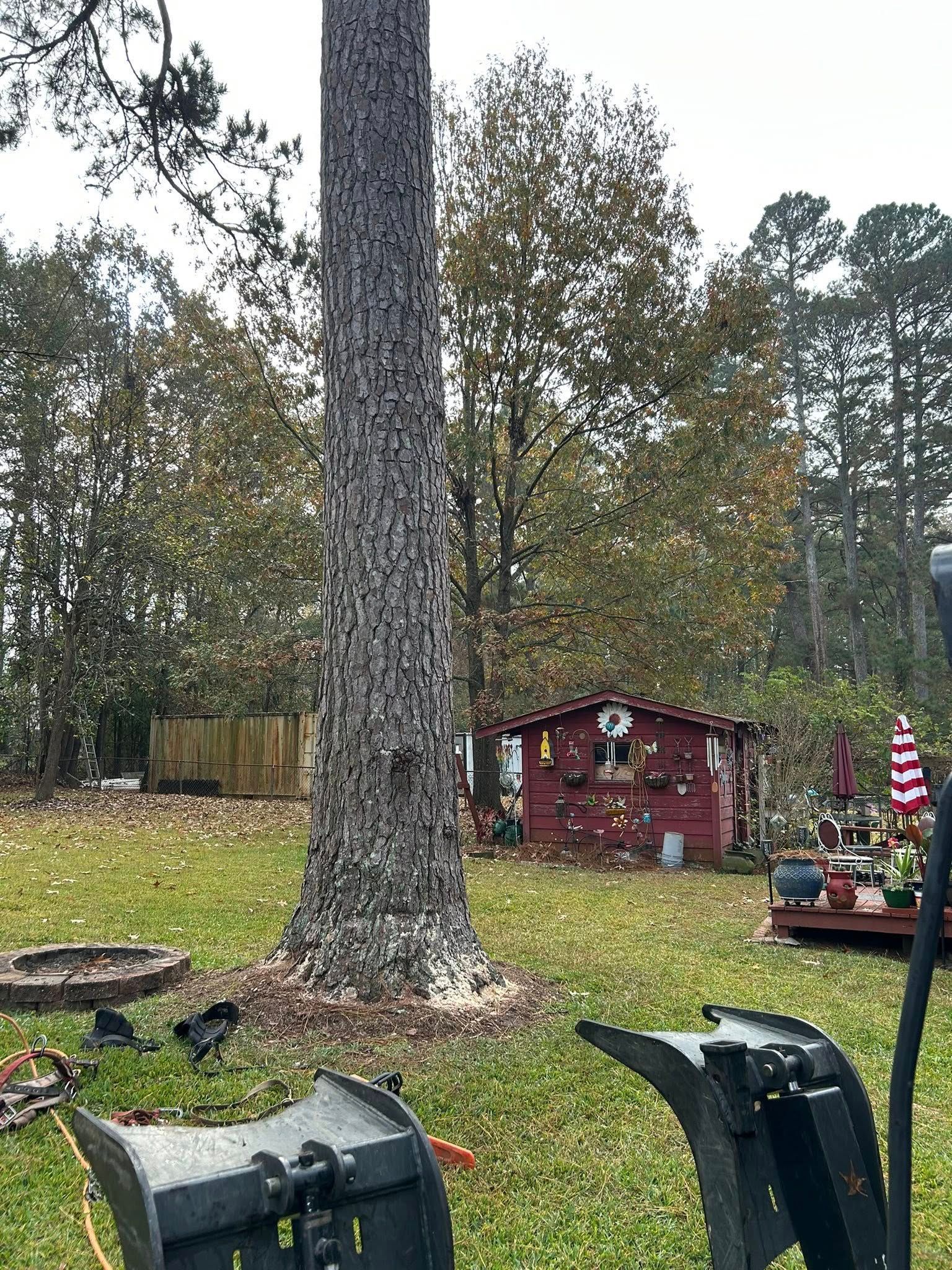 Backyard with a large tree, grass, red shed, and outdoor furniture near a small decorated display.