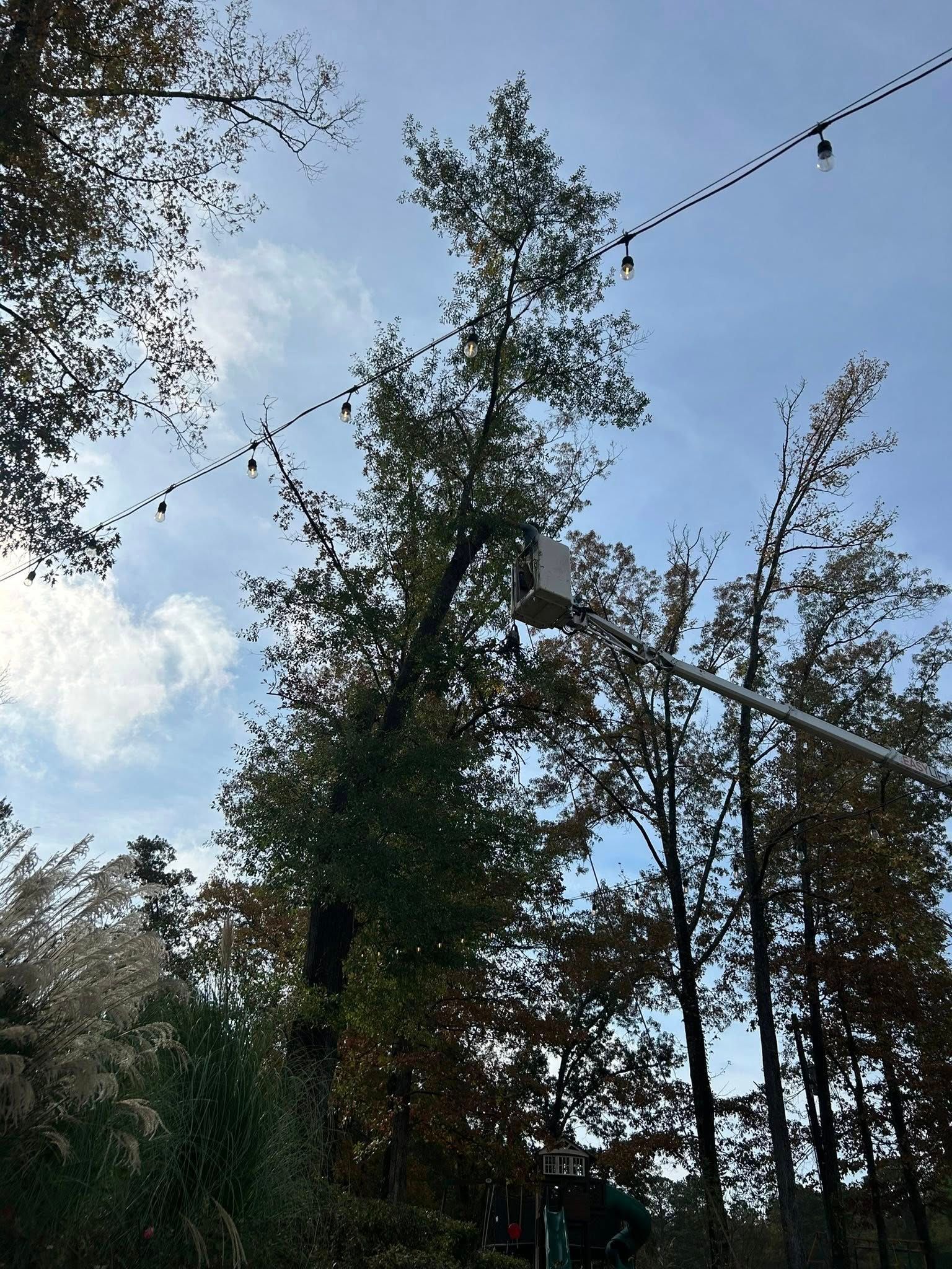 Tall trees silhouetted against a blue sky, with string lights overhead in a wooded outdoor setting