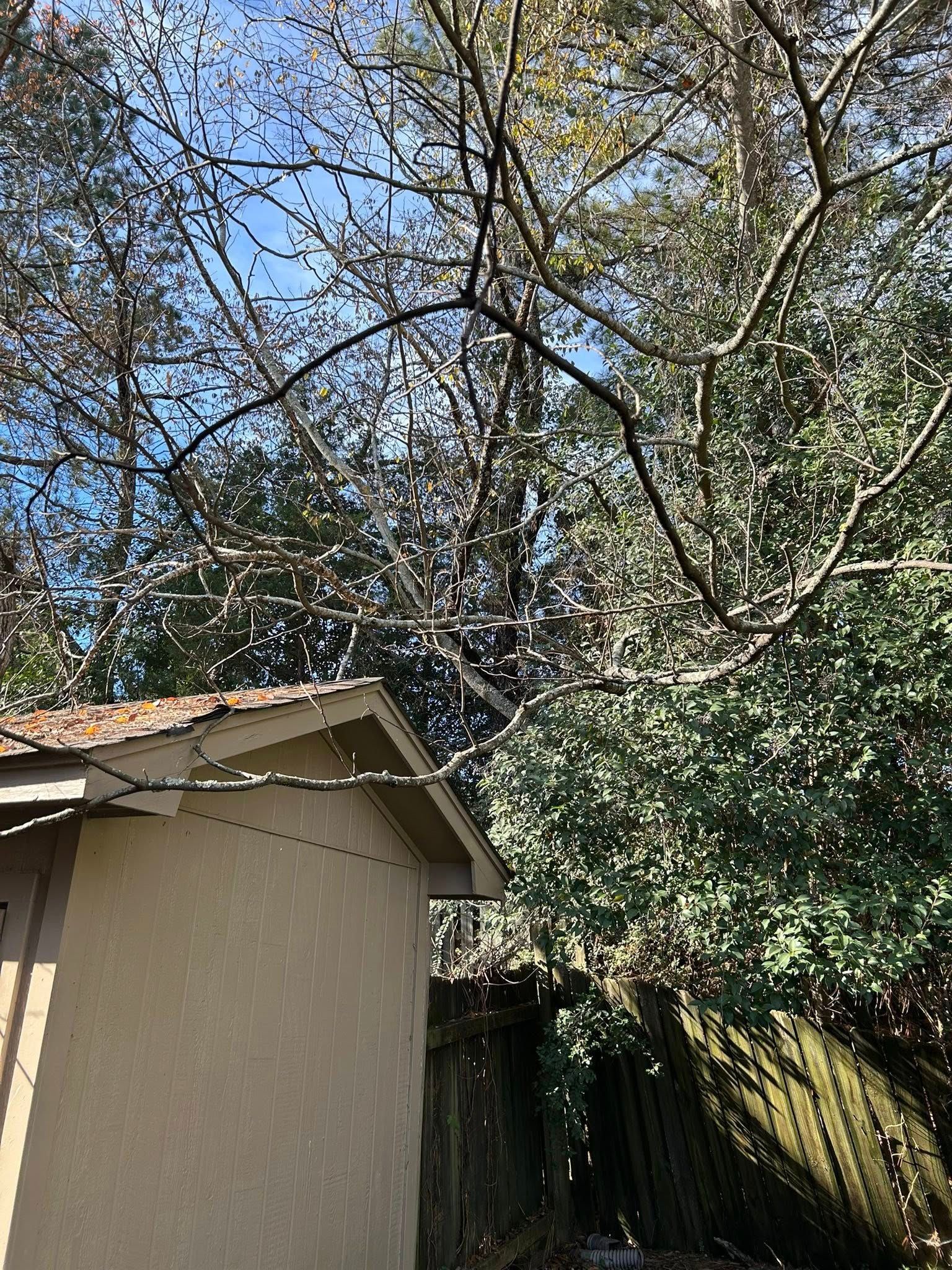 Backyard with beige shed, tall trees, and dense greenery under a bright blue sky