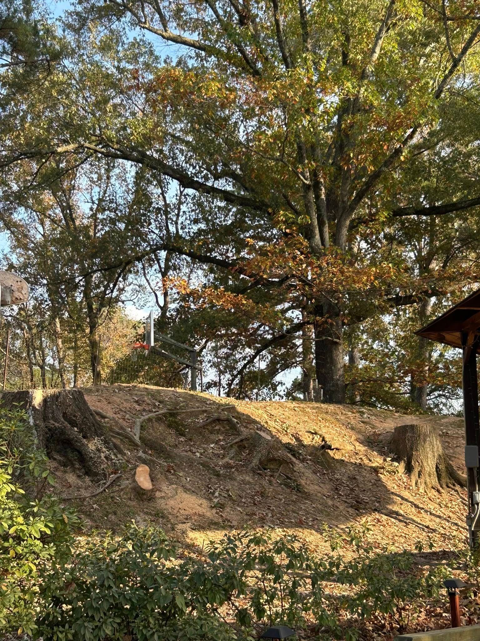 Wooded hillside with rocks, tall trees, and a small pavilion in autumn sunlight