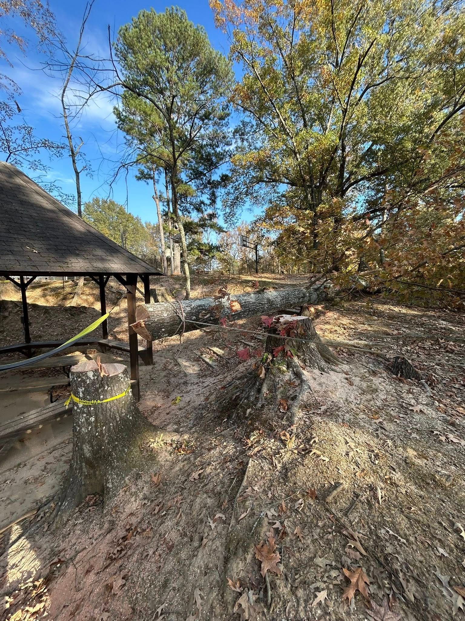 Outdoor wooded area with a red wheelbarrow beside a rustic wooden shelter under trees