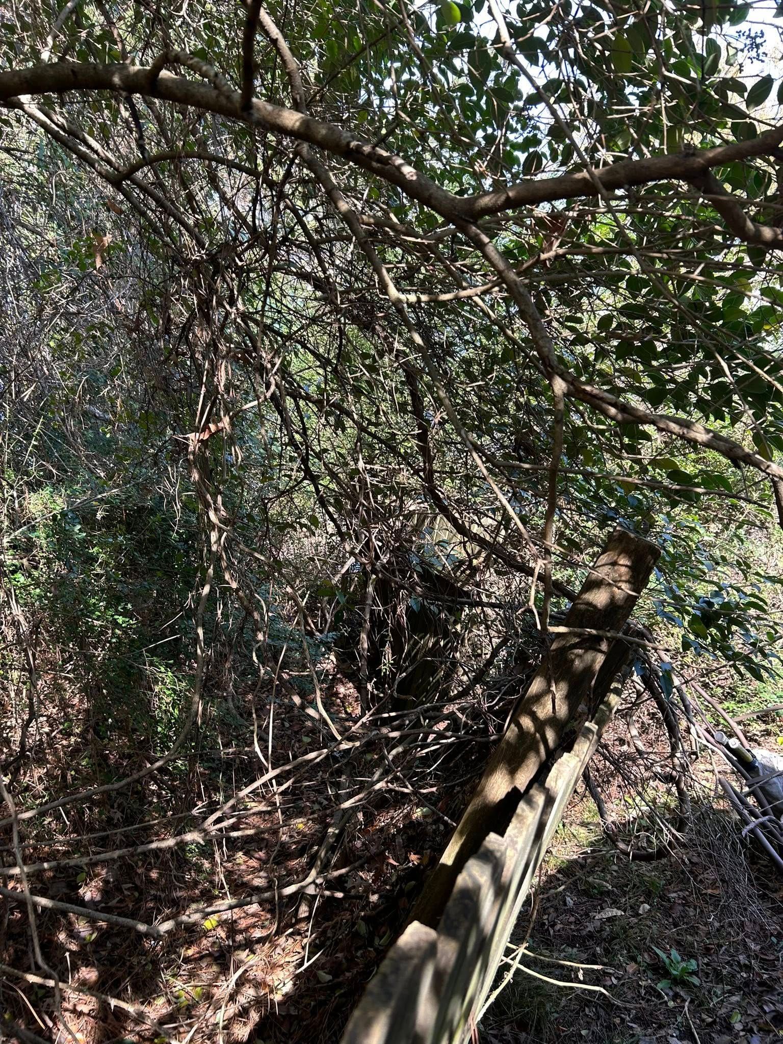 Dense tangled branches and vines over a shaded path with sunlight filtering through foliage