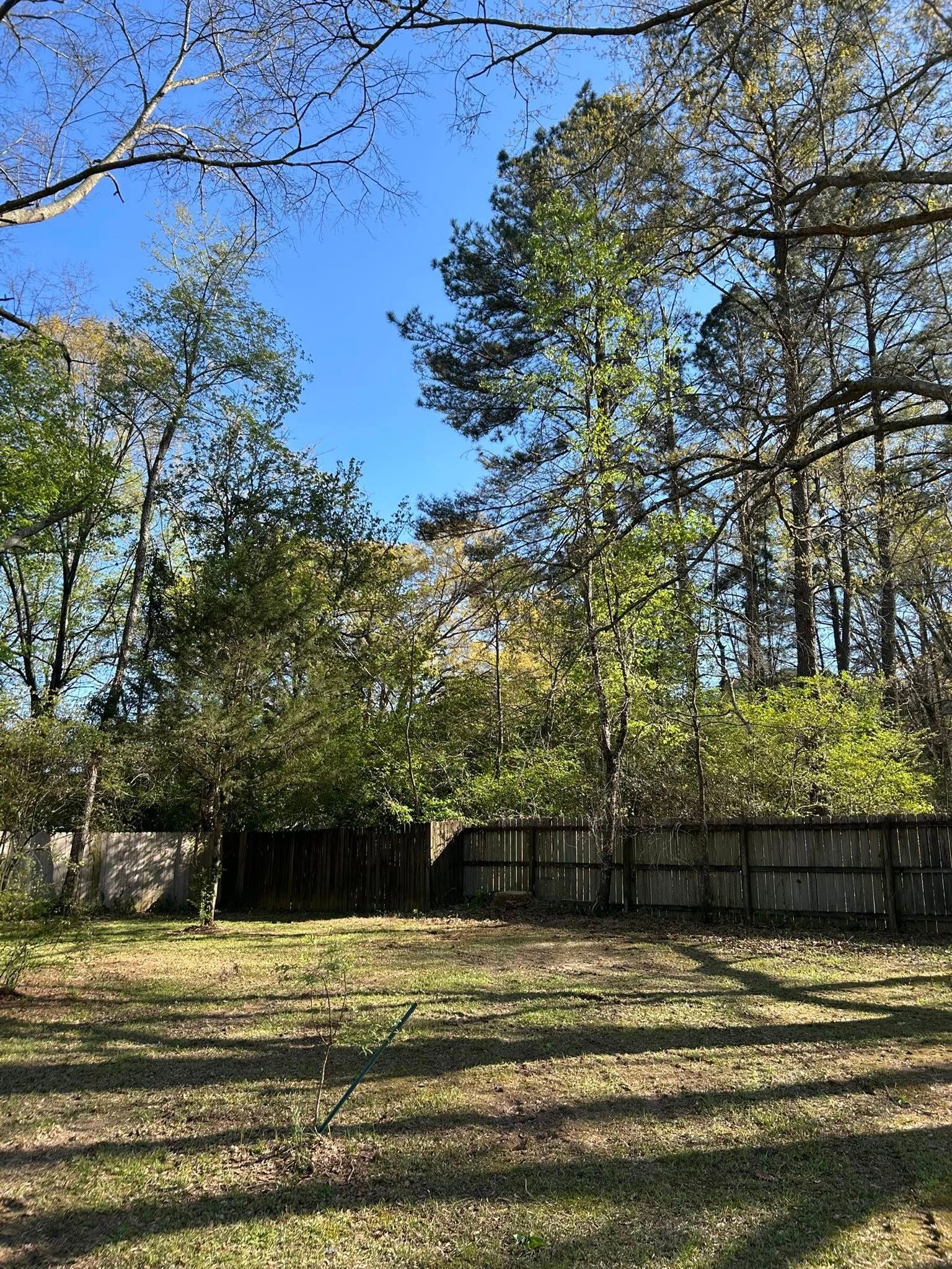 Sunny backyard with tall trees, a wooden fence, and a grassy yard under a blue sky