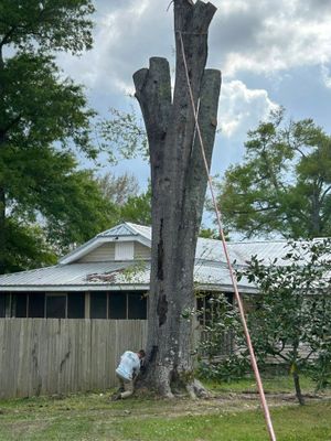 Split dead tree trunk beside a house, with a ladder leaning nearby under cloudy sky
