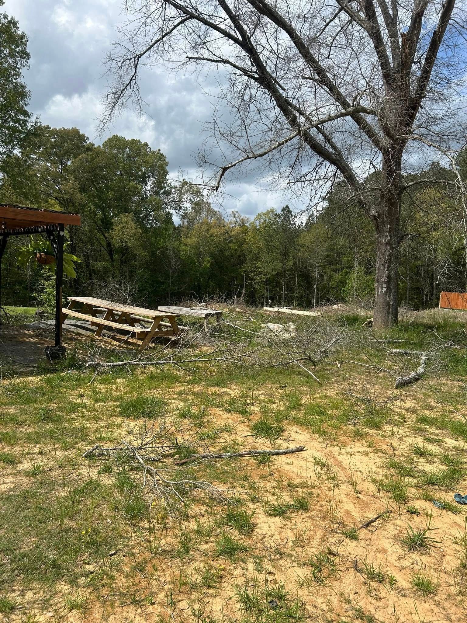 Sunny yard with fallen branches, stacked wood, and tall trees under a cloudy sky
