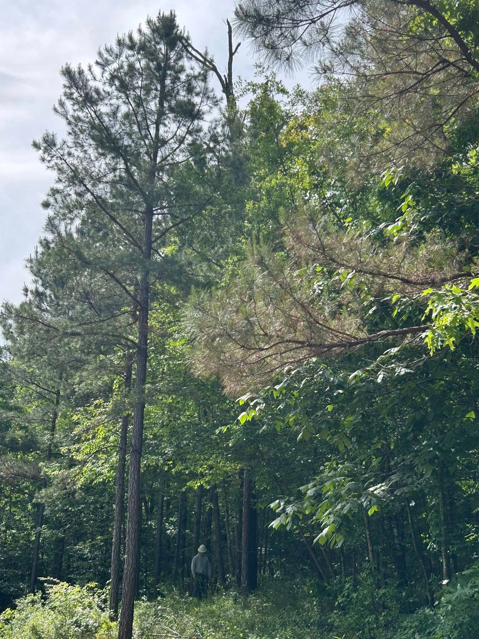 Sunlit forest with tall pine trees and dense green undergrowth