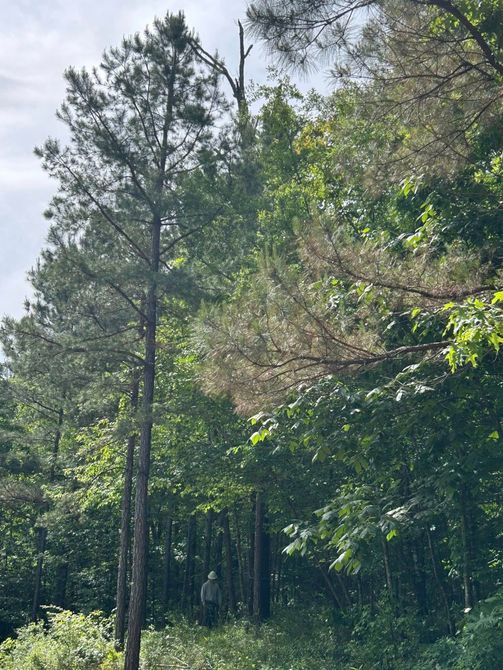 Tall pine trees and dense green foliage in a sunlit forest clearing