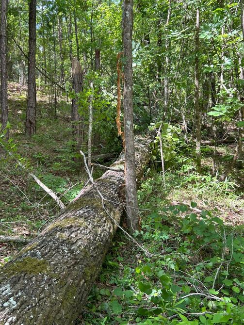 Mossy fallen tree in a green forest with young saplings and dense undergrowth