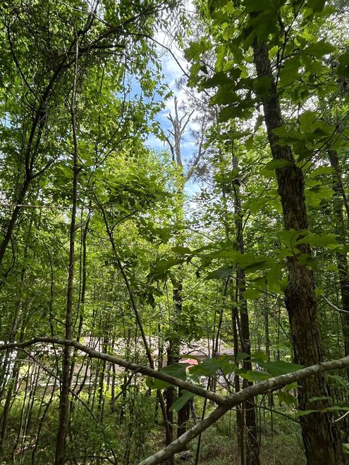 Green forest with tall trees and a red-roofed building visible through the branches