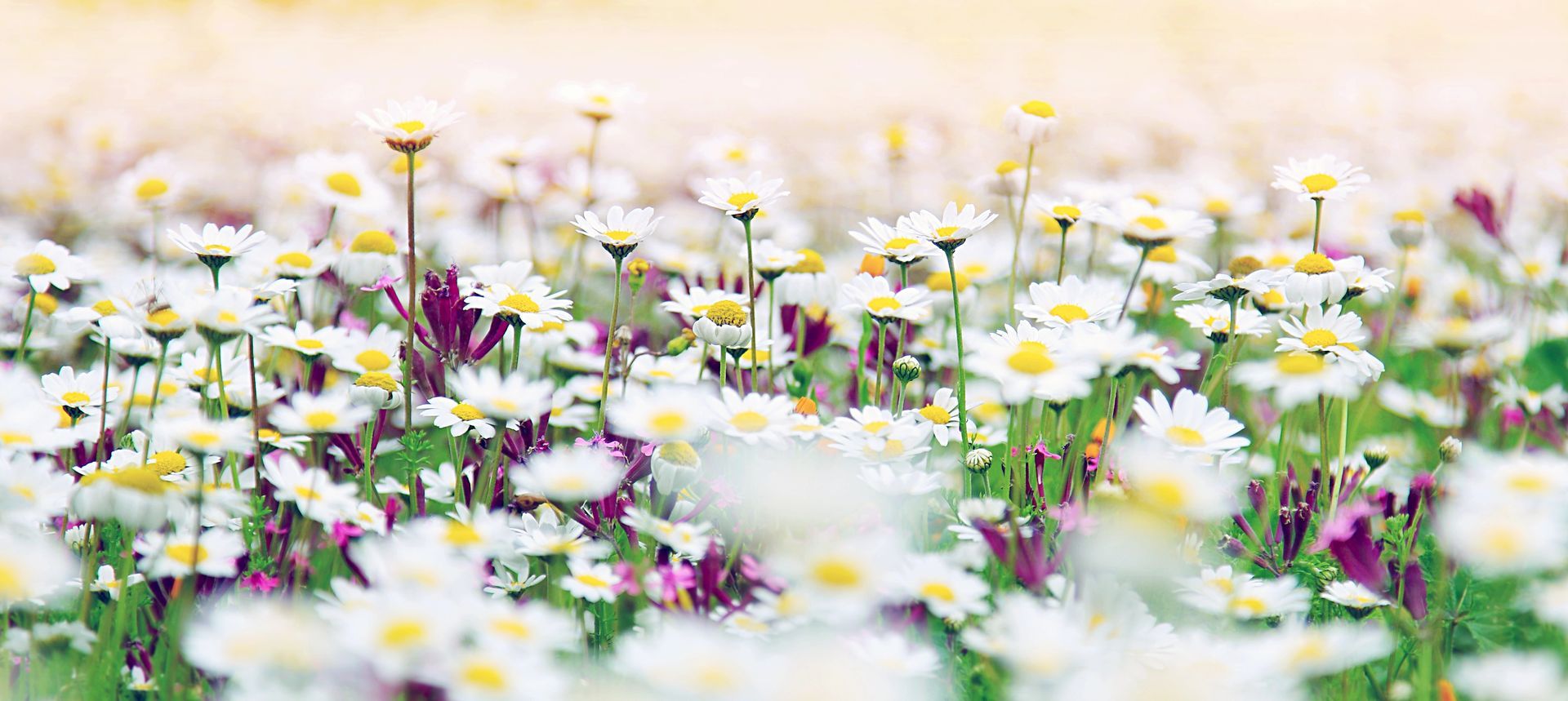 Asthma Outcome Evaluation