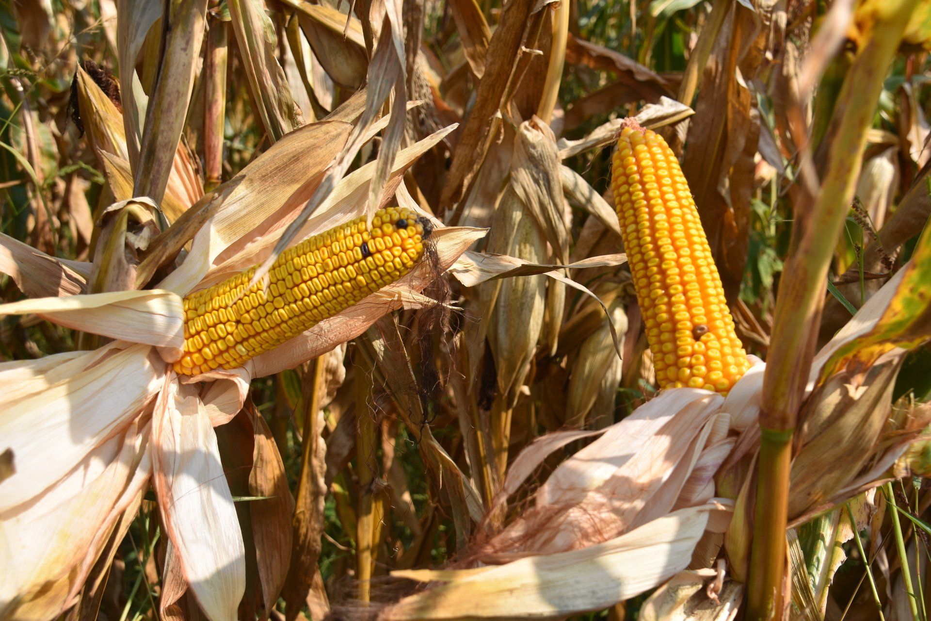 Ripe corn on stalks, showing yellow kernels, brown husks, and green leaves in a field.