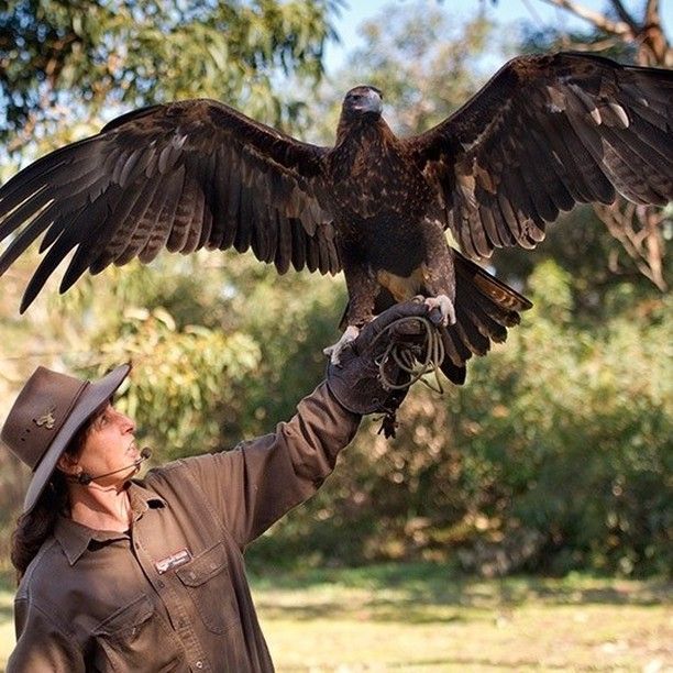 Woman in brown outfit holding out her gloved hand with large, dark eagle, wings spread