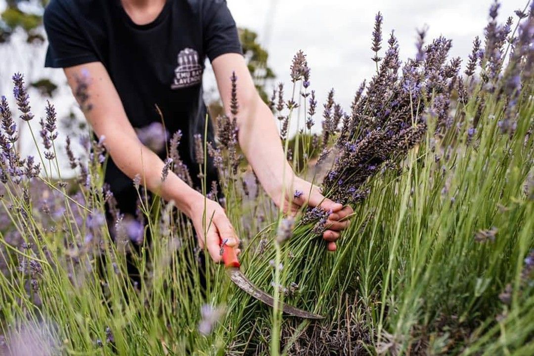 Person harvesting lavender in a field, using clippers to cut stems.