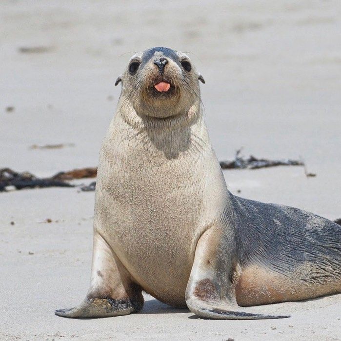 Seal with tongue sticking out on a sandy beach