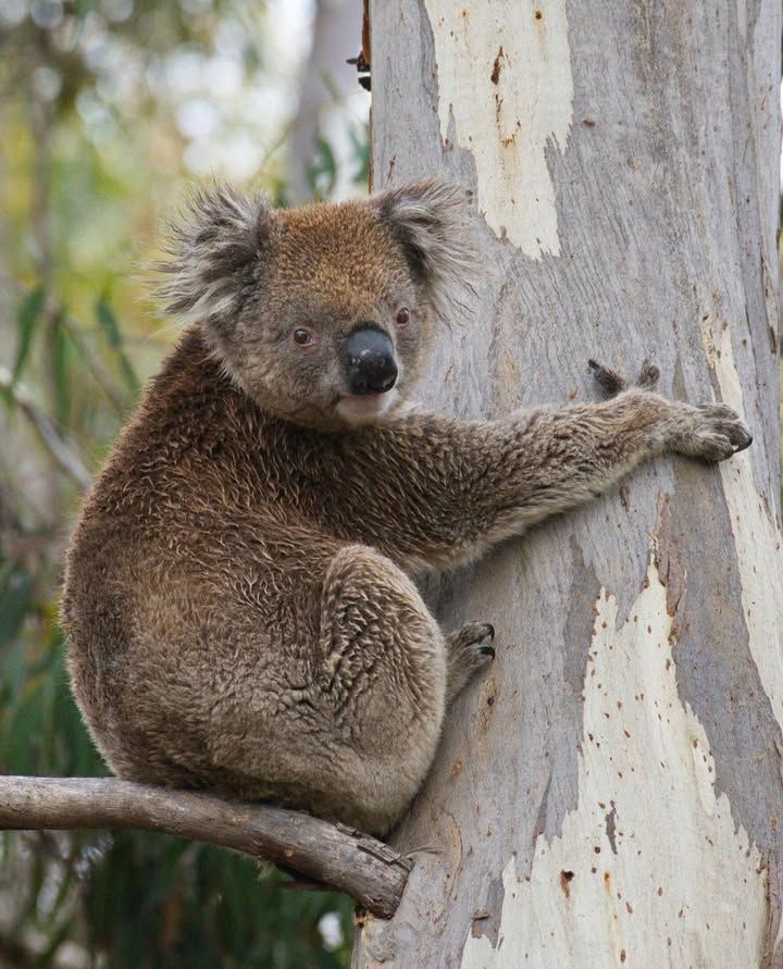 Chase National Park