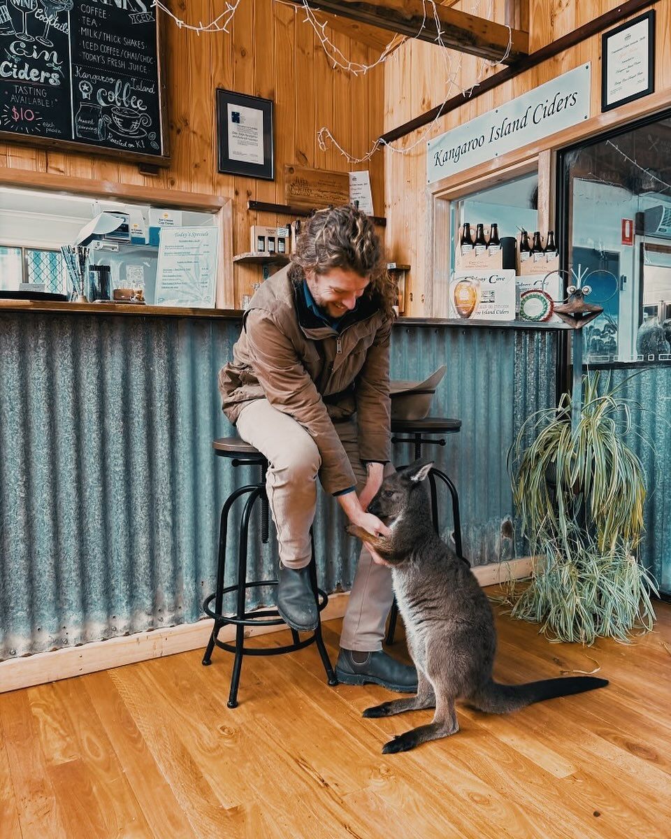 Man in cafe petting a kangaroo
