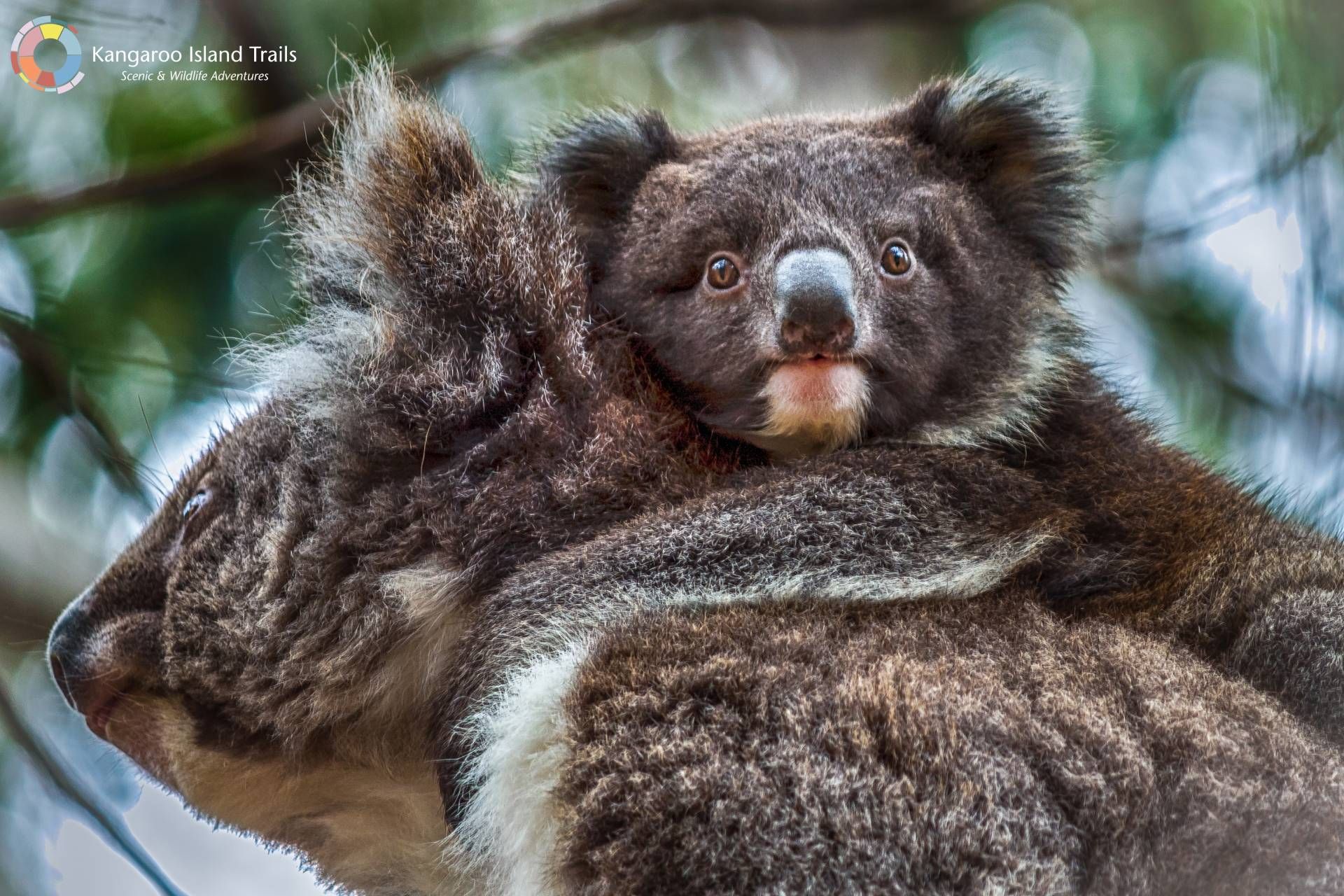 A koala joey rides on its mother’s back, looking directly at the camera with wide eyes amidst leafy branches.