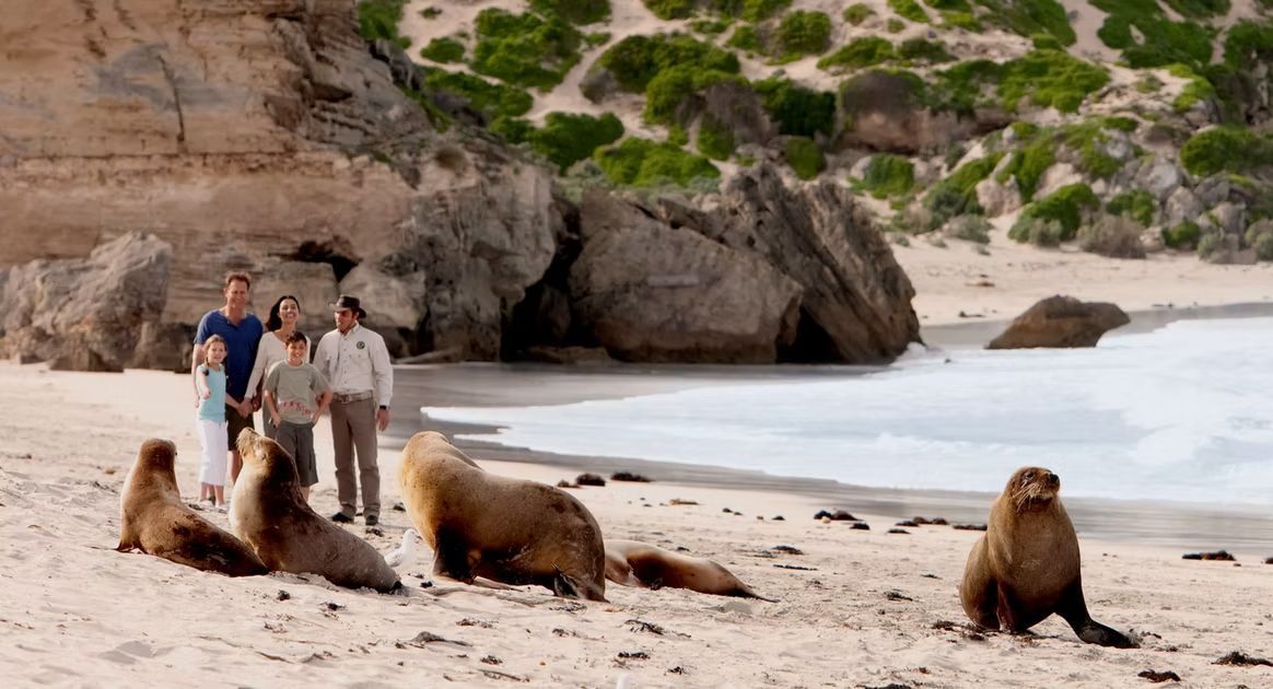 A group of people standing on a sandy beach near several Australian sea lions, with rocky cliffs and ocean in the background.