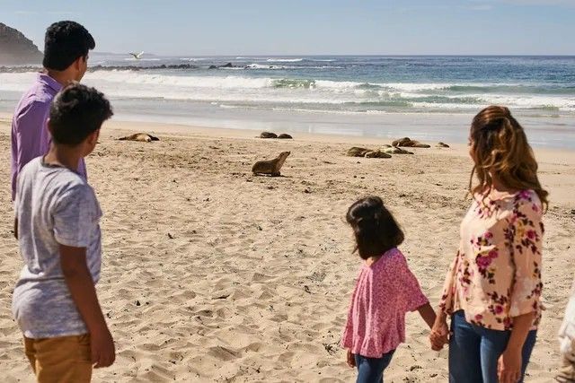 Family on beach watches sea lions