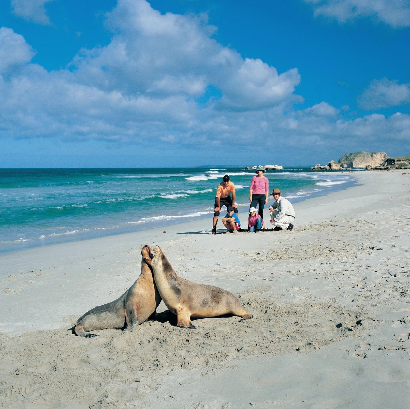 Two sea lions on a beach with five people in the background, ocean waves, and blue sky.