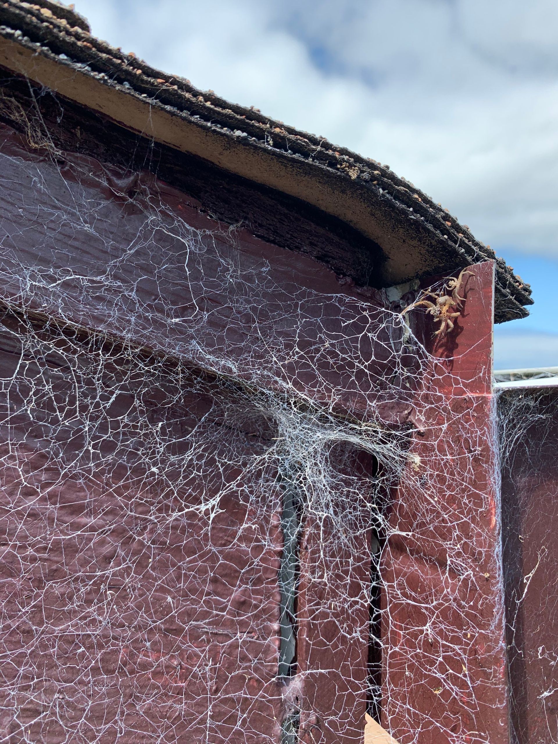 Thick cobwebs and debris packed into a roof-to-wall transition on a worn coastal roof