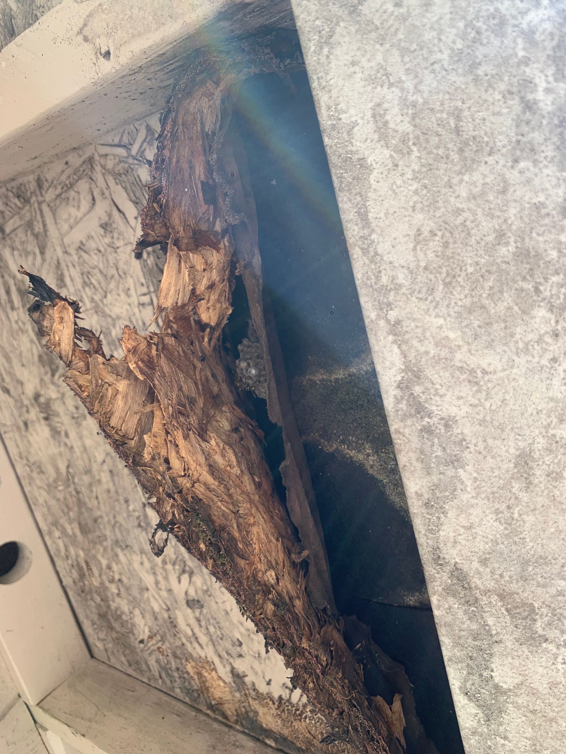 Close-up of severely rotted, crumbling wood at a roof edge exposed during the tear-off