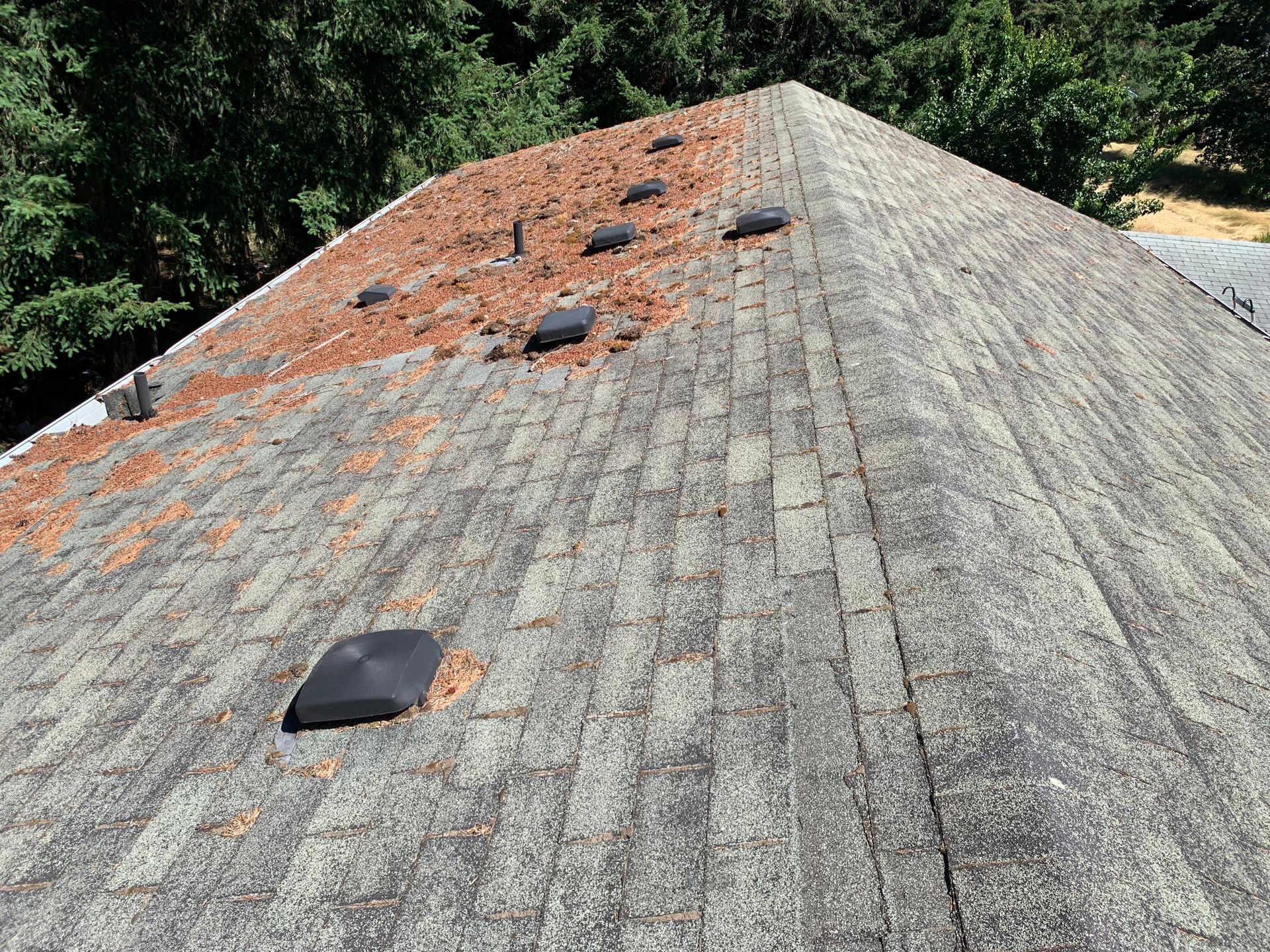 Aging shingle roof with needle debris and moss collected along the valley and vents under tree cover