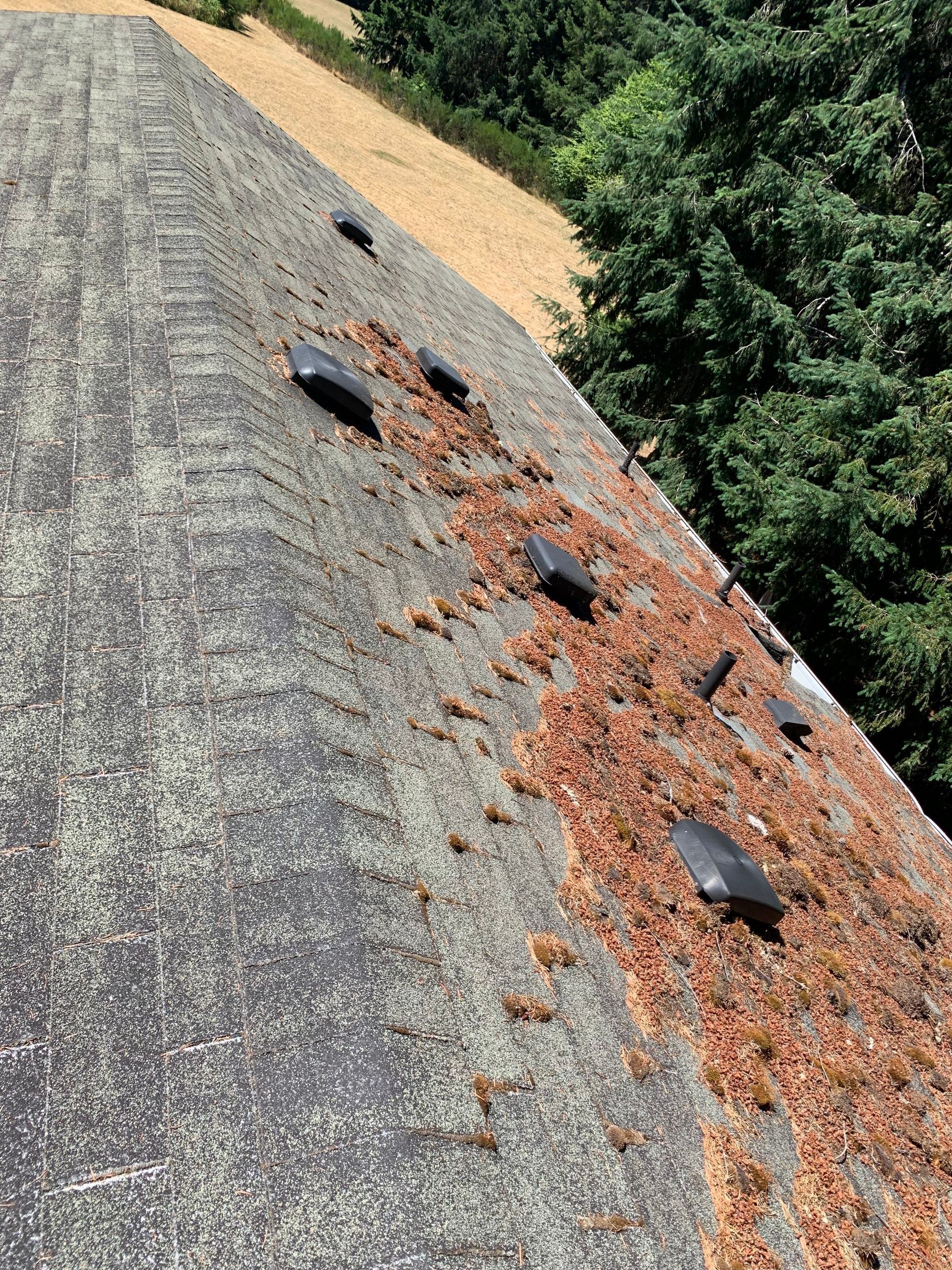 Fir and pine needle debris and moss piled across a shaded, aging shingle roof beside tall evergreens
