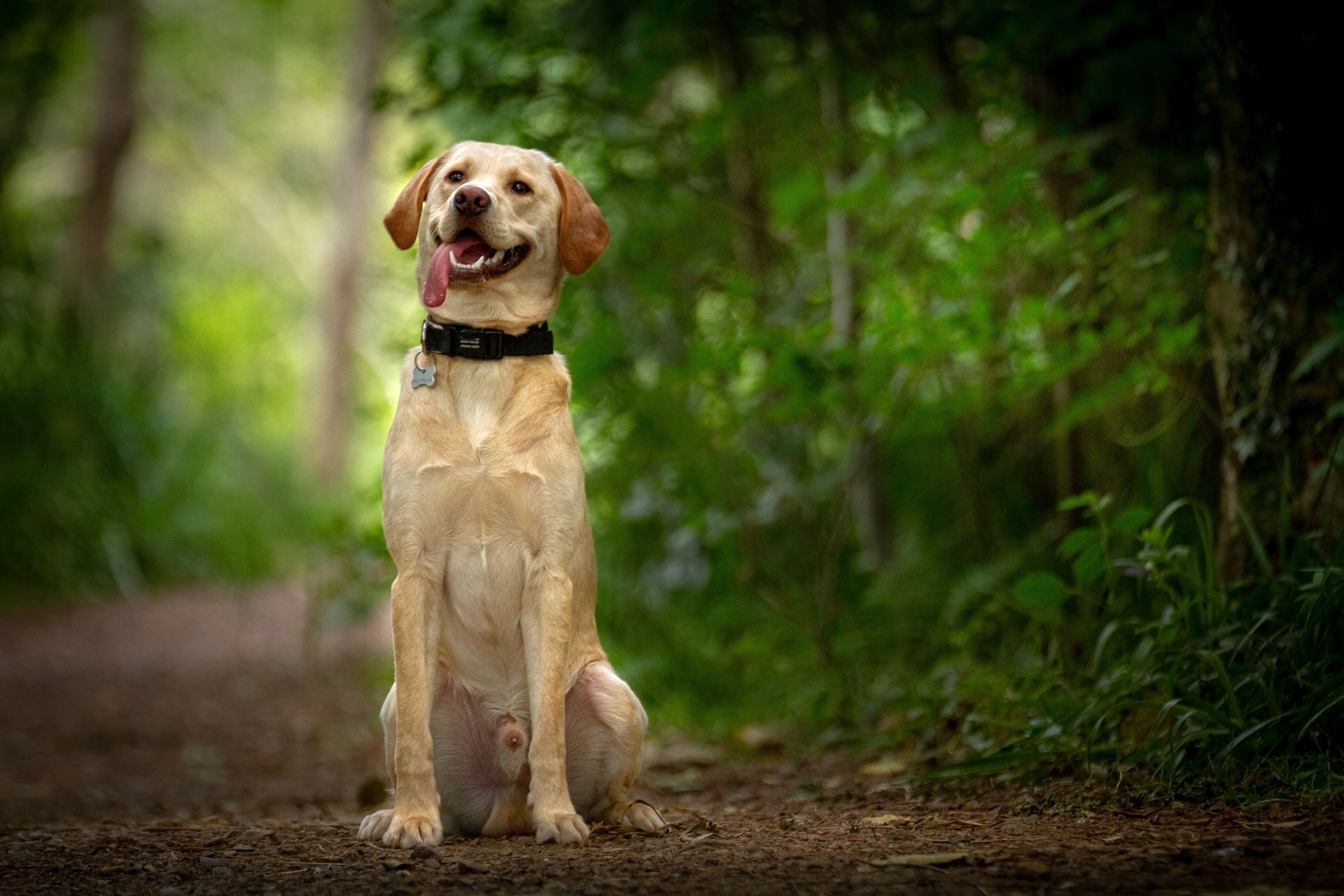 Tan Labrador retriever sitting on a forest path with tongue out, surrounded by green foliage