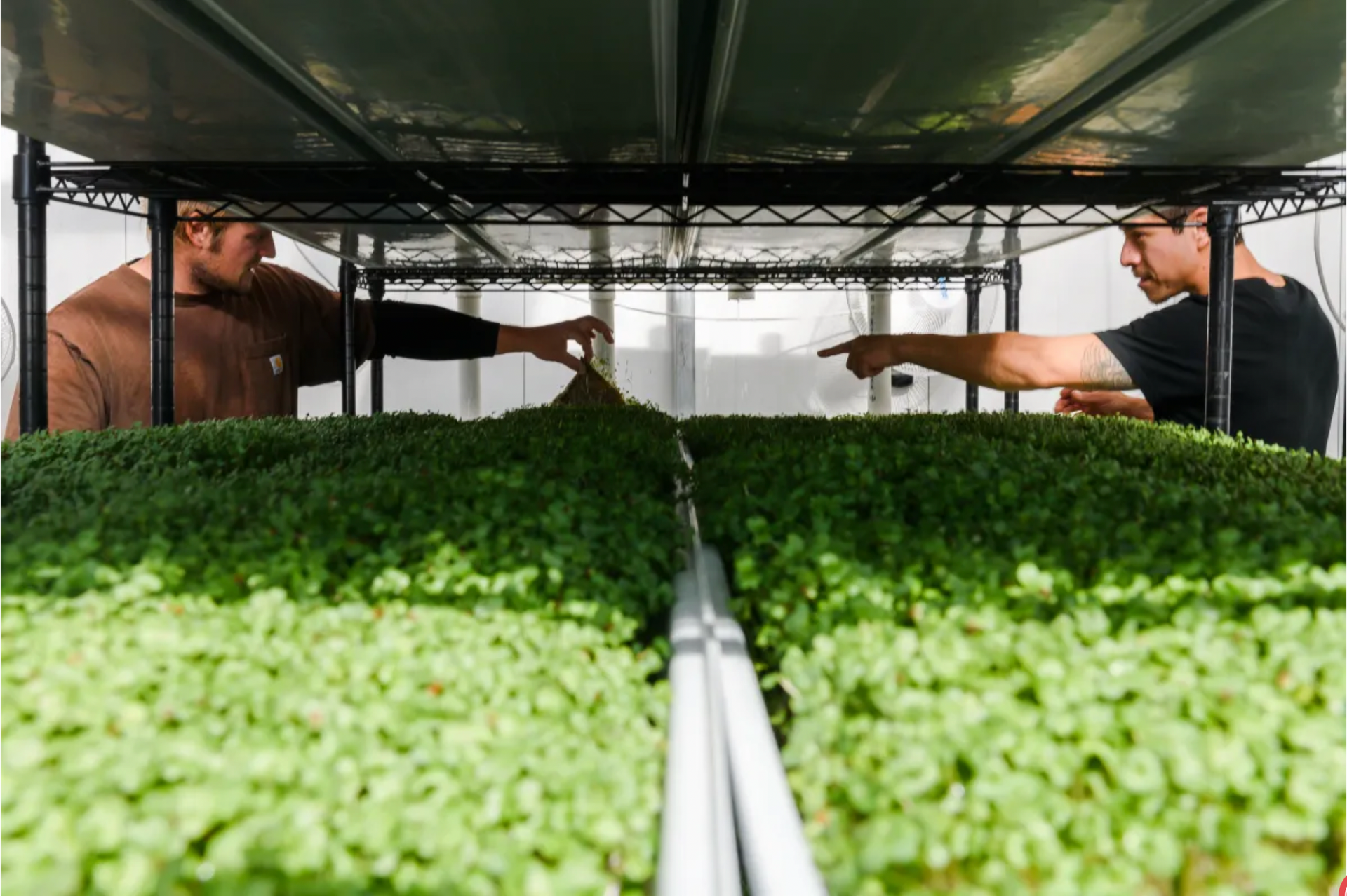 Two men tending a hydroponic farm with green crops; under shelving.