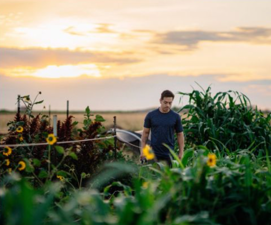 Man in a garden with sunflowers, under a sunset sky.
