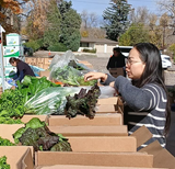 People packing fresh produce into boxes outdoors.