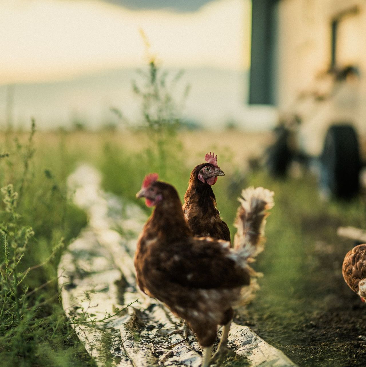 Chickens on a farm, near a building and tall grass, with a mountain backdrop.