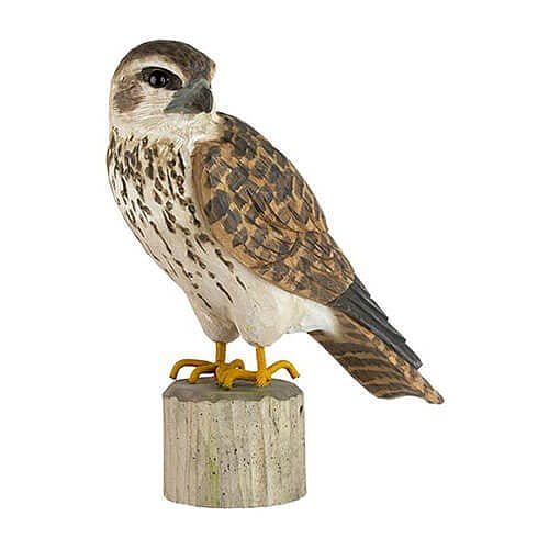 Een bruin-wit beeld van een havik, neergestreken op een verweerde, lichtbruine houten stronk.
