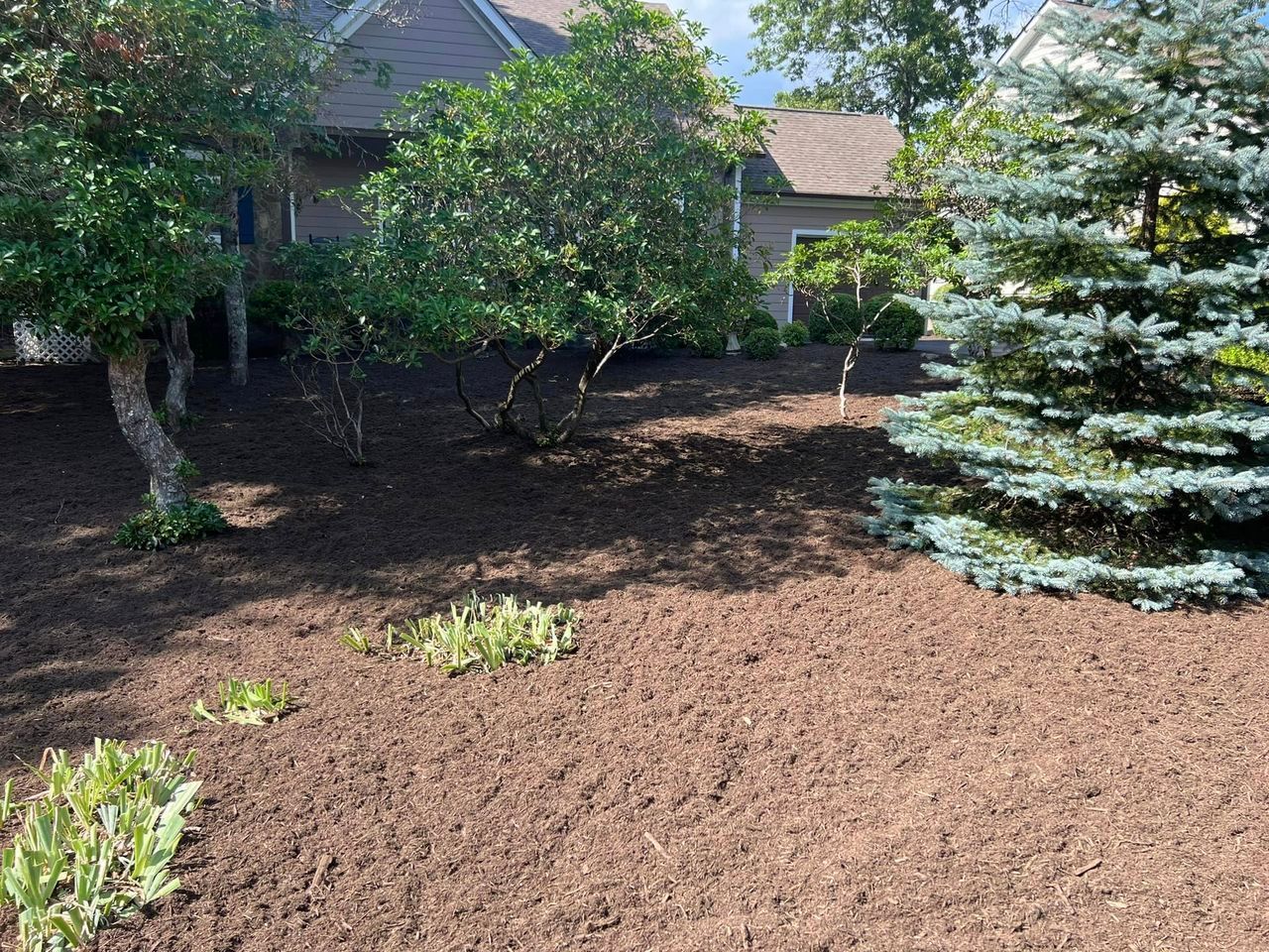 A lush green yard with trees and mulch in front of a house.