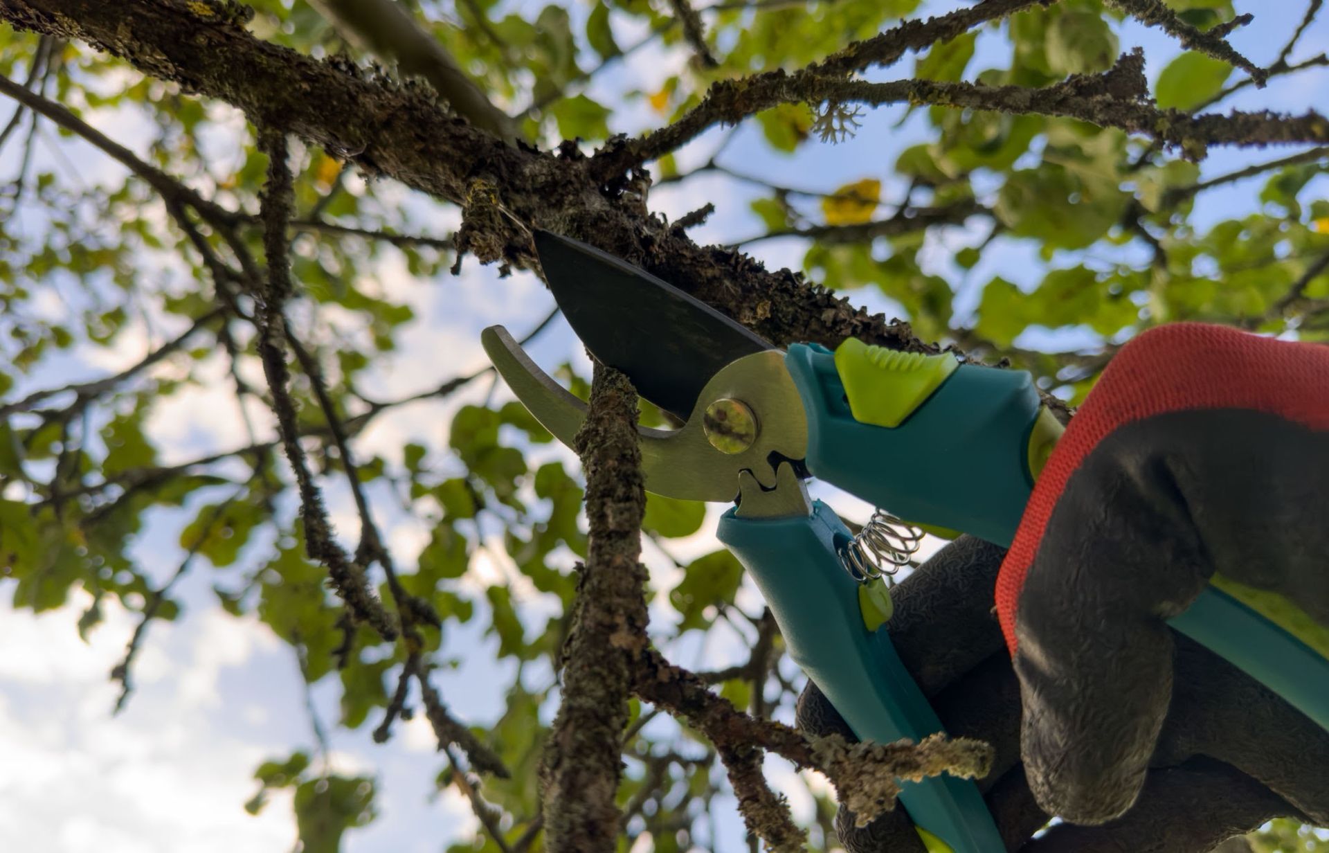 tree trimming and removal